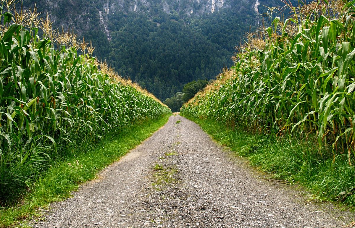 One Big Effort: Why We Identified Corn Fields Across all Farmlands in Turkey